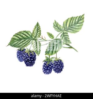 mûre mûre sur la branche. Feuillage luxuriant. Bramble juteux avec des feuilles. Baies de forêt et de jardin. Dewberry. Illustration à l'aquarelle. Pour le modèle Banque D'Images