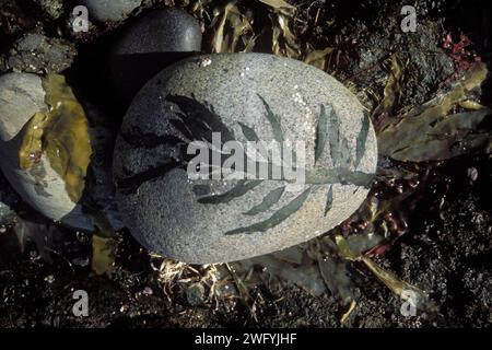 Algues séchées sur un rocher sur la plage de Shi Shi, parc national olympique, péninsule olympique, Washington Banque D'Images