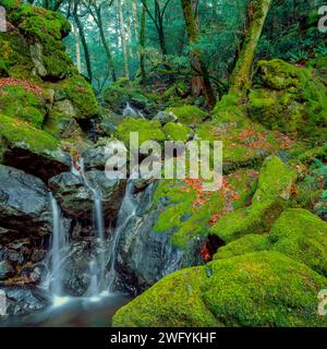 Upper Cataract Falls, Cataract Creek, Mount Tamalpais, Marin County, Californie Banque D'Images