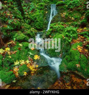 Moss Falls, Mount Tamalpais, comté de Marin, Californie Banque D'Images