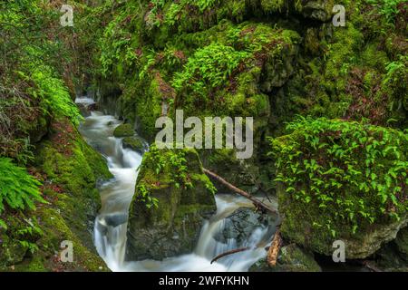 Chutes, Cataract Creek, le Mont Tamalpais, comté de Marin, en Californie Banque D'Images