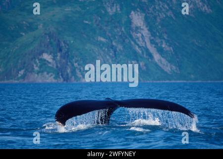 Baleine à bosse, Megaptera novaeangliae, queue hors de l'eau, Resurrection Bay, Kenai Fjords National Park, sud-centre de l'Alaska Banque D'Images