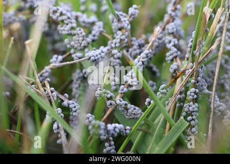 Physarum cinereum, connu sous le nom de moisissure grise, pousse sur pelouse en Finlande Banque D'Images