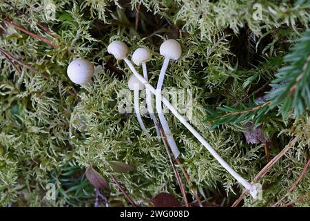 Galerina pumila, communément appelée cloche naine, champignon sauvage originaire de Finlande Banque D'Images