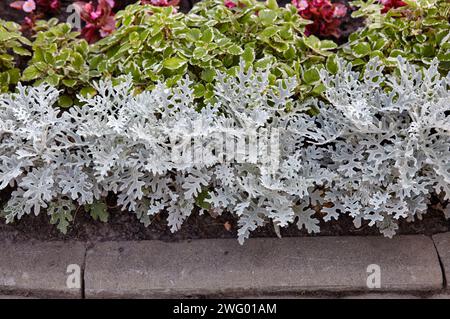 Belle poussière d'argent cineraria maritima dans le jardin, heure d'automne, gros plan. Fond naturel de cineraria maritima, foyer sélectif Banque D'Images