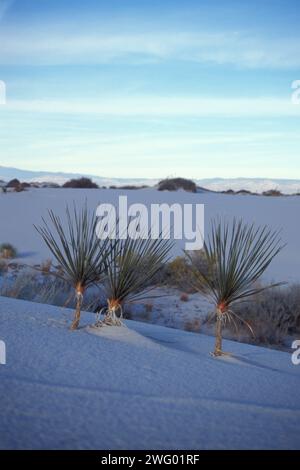 Yucca de soaptree, yucca elata, plantes sur les dunes du désert dans le monument national de White Sands, Nouveau-Mexique Banque D'Images