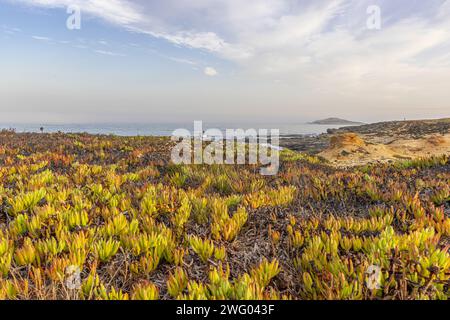 Vue sur les dunes de Praia dos Aivados sur la côte atlantique portugaise avec une végétation dense à la lumière du matin Banque D'Images