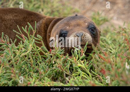 Peekaboo in Green : regard d'un phoque des Galapagos Banque D'Images