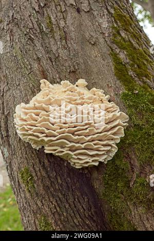 Vue rapprochée d'un groupe de limacodon septentrionalis qui provoque la pourriture sur un tronc d'arbre en été. Banque D'Images