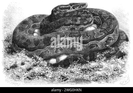 The Great Python serpent incubant aux jardins de la Zoological Society, Regent's Park, 1862. '...la gardienne, en allant dans le compartiment où est gardé le python sebae d'Afrique de l'Ouest, a constaté que pendant la nuit elle avait déposé un gros tas d'œufs. Ils étaient disposés sous la forme d'un cône, autour duquel le reptile avait enroulé sa longueur, la tête surmontant la bobine... d'un espace occasionnel entre les plis un aperçu des oeufs est obtenu. Les œufs sont de forme ronde et ressemblent en taille à celle de l'œuf d'oie ; ils sont recouverts d'une substance blanche, douce et coriacre. Le bouton RE Banque D'Images