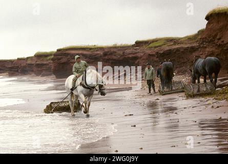 Des hommes et des chevaux dans les vagues orageuses récoltant la mousse d'Irlande (Chondrus crispus) sur le cap Nord de l'Île-du-Prince-Édouard, Canada. Banque D'Images