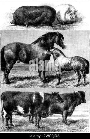 Prix animaux de l'exposition de la Royal Agricultural Society à Battersea Park, 1862. '..."Lablache", un sanglier du Berkshire, la propriété du défunt Sir Robert G. Throckmorton...bred par M. Mitchell, de Iver Lodge... la truie raccourcie représente le célèbre Silverwing de M. Wainman, le gagnant dans la classe des "truies de la petite race blanche"... le splendide sire de Clydesdale Sir Walter Scott, la propriété du duc de Hamilton et de Brandon... "Napoleon", le père gagnant de poney sous 14 mains et au-dessus de 12&#xbd ; mains à ses côtés... est un dun tacheté de la race galloise... M. B Banque D'Images