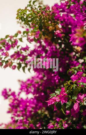 Fleurs roses de Bougainvillie poussant au soleil en Grèce Banque D'Images