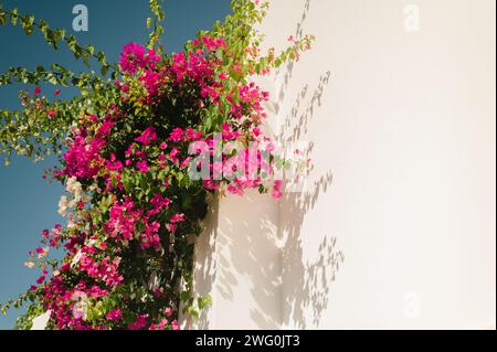 Fleurs roses de Bougainvillie poussant sur le côté du mur en Crète, Grèce Banque D'Images