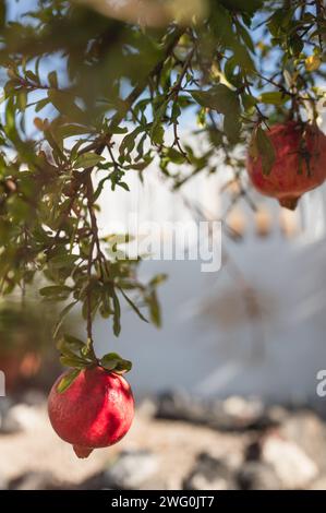 Fruits mûrs de grenade poussant sur des branches d'arbres à Santorin Banque D'Images