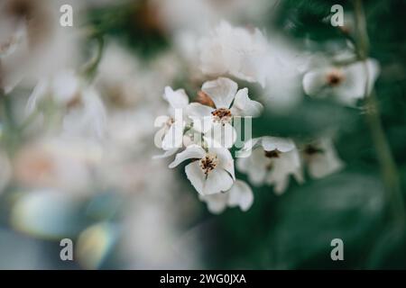 Grappe de petites fleurs sauvages blanches contre la verdure pendant la sprin Banque D'Images