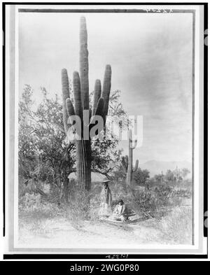 Gathering saguaro fruit, 1907, c1907. Deux femmes Pina récoltant des fruits de cactus saguaro, Arizona, une assise sur le sol à la base de cactus hauts, l'autre debout avec un plateau à panier sur la tête. Banque D'Images