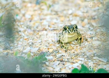 Le crapaud variable (Bufo viridis) chasse les petits insectes dans les dunes des steppes. Arabatskaya strelka. Mer d'Azov Banque D'Images
