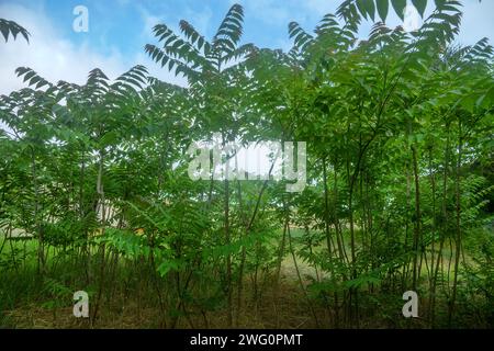 jeune bosquet de sumach chinois (Ailanthus altissima) dans le nord de la région de la mer Noire. L'arbre est ubiquiste, se distingue par l'expansion territoriale (racine s Banque D'Images