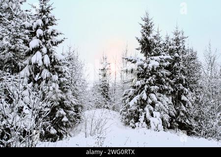 La lumière du soleil filtre à travers les branches d'arbres couvertes de neige Banque D'Images