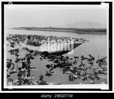 La saison des wokas-Klamath, c1923. La photographie montre une femme Klamath dans un canot-pirogue reposant dans un champ de wokas, ou de grands nénuphaea polysepala (nymphaea polysepala) utilisés comme nourriture, probablement dans la région du bassin de Klamath en Oregon. Banque D'Images