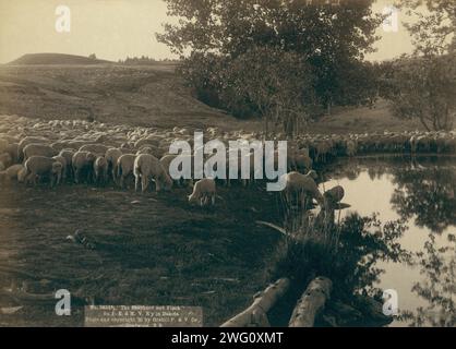 Le berger et le troupeau sur FE & amp ; MV R'y dans le Dakota, 1891. Troupeau de moutons à l'étang de l'eau. Banque D'Images