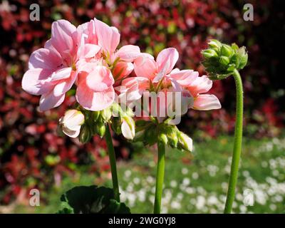 Gros plan fleurs de géranium rose sur fond de végétation rouge dans le jardin à la française Banque D'Images