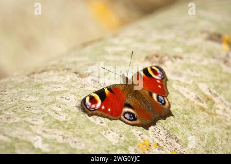 Papillon de paon unique est assis sur un bouleau, dans l'est de la Pologne Banque D'Images