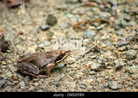 Grosse grenouille agile se trouve sur une route rocheuse, à l'est de la Pologne Banque D'Images