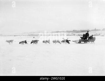 Chiens de conduite, 1890. Cette photographie provient d'une collection composée d'un album et de photographies individuelles conservées au Musée Municipal d'Histoire et de Littérature d'Aleksandrovsk "A.P. Tchekhov et Sakhaline" à Alejandrovsk-Sakhalinski, île de Sakhaline (au large de la côte sud-est de la Russie). Les photographies ont été prises sur l'île de Sakhaline à la fin du 19e siècle et au début du 20e siècle et donnent de rares aperçus des colonies, des prisons et des habitants de l'île. L'île de Sakhaline a été utilisée par la Russie impériale comme colonie pénitentiaire et lieu d'exil pour les criminels et les prisonniers politiques. Entre 1869 Banque D'Images