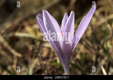 Colchicum Autumnale L. Autumn Crocus. Turquie. Banque D'Images