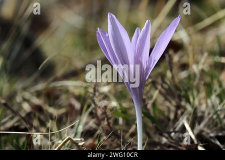 Colchicum Autumnale L. Autumn Crocus. Turquie. Banque D'Images