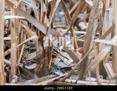 Un Jack Snipe, Lymnocryptes minimus caché dans une tourbière à Bowland, Yorkshire, Royaume-Uni. Banque D'Images