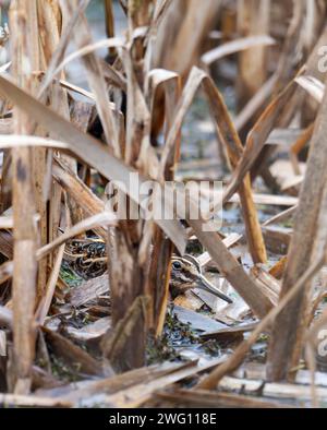 Un Jack Snipe, Lymnocryptes minimus caché dans une tourbière à Bowland, Yorkshire, Royaume-Uni. Banque D'Images