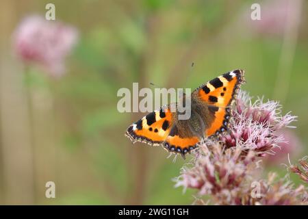 Petite écaille de tortue (Aglais urticae), sur aster commun (Asteraceae), Wilnsdorf, Rhénanie du Nord-Westphalie, Allemagne Banque D'Images