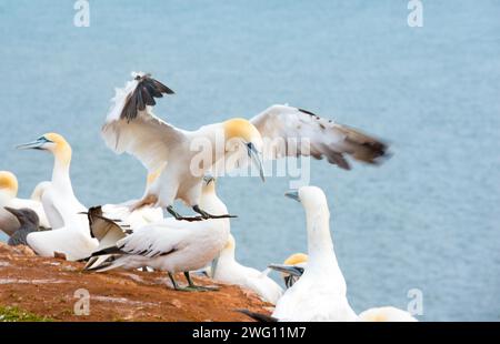 Canet nordique (Morus bassanus) (synonyme : Sula bassana) avec des ailes déployées et des pieds étendus en approche d'atterrissage, plusieurs autres animaux du Banque D'Images