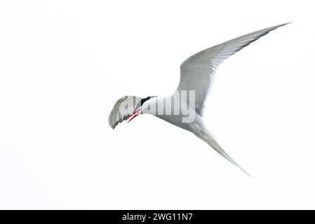 Appel Arctic Arctic Arctic Tern en vol avec les ailes déployées et le bec ouvert contre un ciel presque blanc, élégance, beauté, Schleswig-Holstein Wadden Banque D'Images