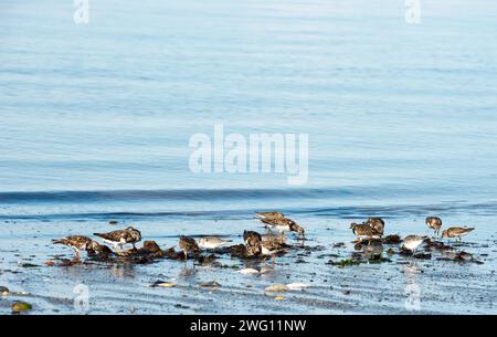 Dunlin (Calidris alpina), turnstone roux (Arenaria interpres) et sandre (Calidris alba), limicoles, oiseaux se nourrissant au bord de la rivière Banque D'Images