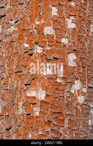 Arbre à écorce rouge, écorce, algues vertes (Trentepohlia aurea), Thuringe, Allemagne Banque D'Images