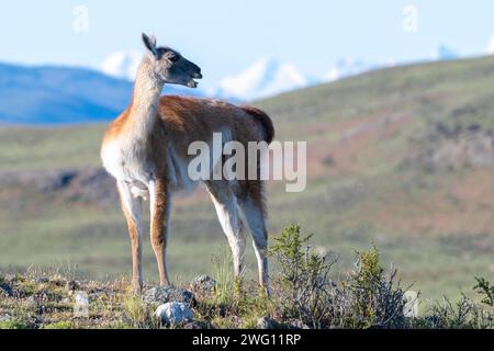 Guanaco (Llama guanicoe), Huanako, Parc National Torres del Paine, Patagonie, bout du monde, Chili Banque D'Images