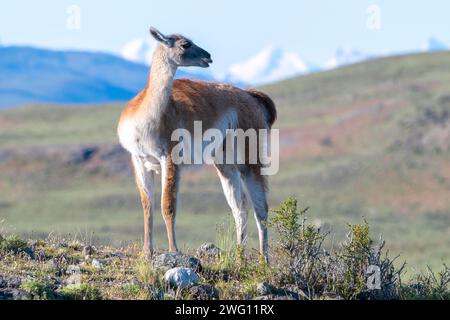 Guanaco (Llama guanicoe), Huanako, Parc National Torres del Paine, Patagonie, bout du monde, Chili Banque D'Images