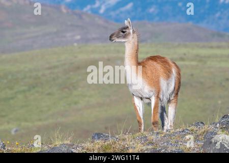 Guanaco (Llama guanicoe), Huanako, Parc National Torres del Paine, Patagonie, bout du monde, Chili Banque D'Images