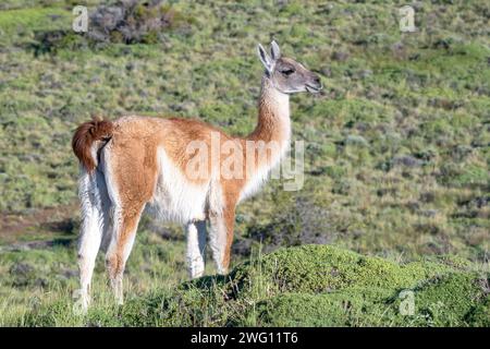 Guanaco (Llama guanicoe), Huanako, Parc National Torres del Paine, Patagonie, bout du monde, Chili Banque D'Images