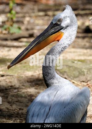 Gros plan du pélican dalmate (Pelecanus crispus) vu de derrière Banque D'Images