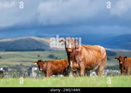 Troupeau de bovins de Luing sur les pâturages des hautes terres près de Sanquhar, Dumfries et Galloway, Écosse. Banque D'Images