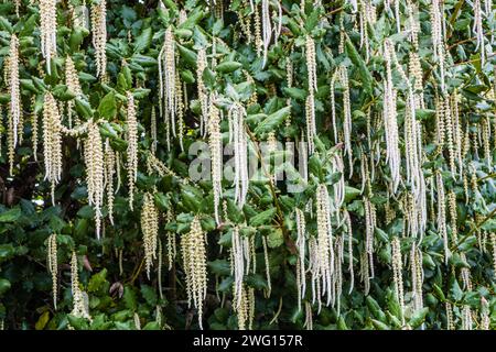 Garrya Elliptica James Roof ou Silk-Tassel Bush, poussant dans un jardin de campagne. Banque D'Images