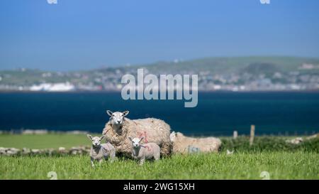 Shetland Cheviot brebis avec des agneaux jumeaux pâturant sur des pâturages luxuriants près de la mer avec la ville de Stromness en arrière-plan. Îles Orcades, Écosse, Royaume-Uni. Banque D'Images