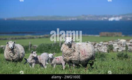 Shetland Cheviot brebis avec des agneaux jumeaux pâturant sur des pâturages luxuriants près de la mer avec la ville de Stromness en arrière-plan. Îles Orcades, Écosse, Royaume-Uni. Banque D'Images