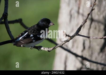Grosbeak rosé perché sur une branche d'arbre à la lumière du soleil Banque D'Images