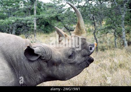 Image d’archive Sweetwaters safari Estate Kenya. Un rhinocéros noir pleut ses lèvres montrant ainsi une différence majeure entre les rhinocéros noirs et blancs africains. Les rhinocéros blancs ont une large bouche expliquant peut-être le nom tandis que le rhinocéros noir ou rhinocéros à lèvres hameçon Diceros bicornis a une bouche pointue. Banque D'Images